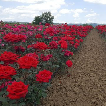 Nursery rose plants