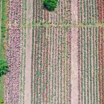 Nursery rose plants