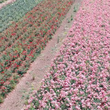 Nursery rose plants