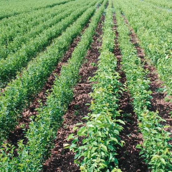 Nursery rose plants