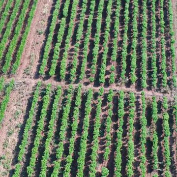 Nursery rose plants