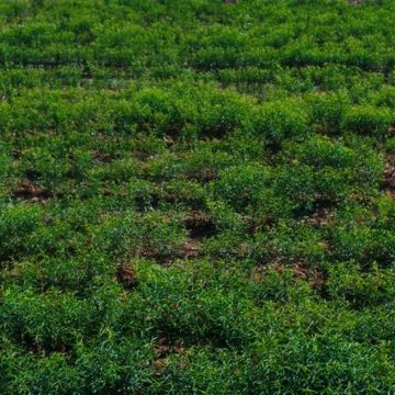 Nursery rose plants