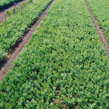 Nursery rose plants