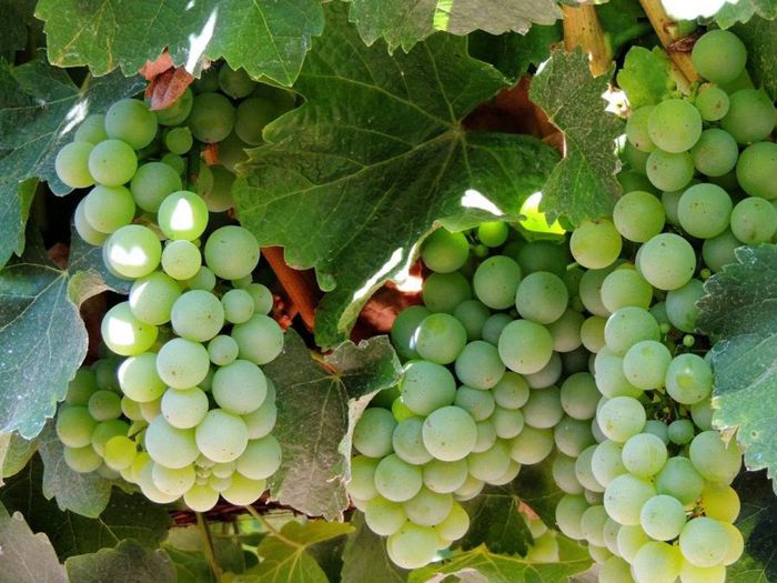 Vino Sauvignon, aroma contraffatto in Friuli Sauvignon blanc, Wine, Fruit