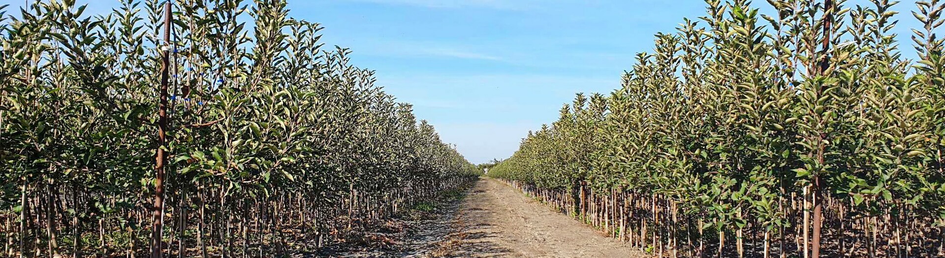 knip boom apple tree