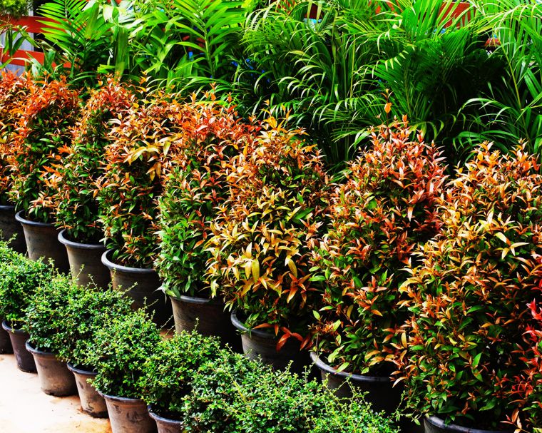 ornamental plants production East Europe