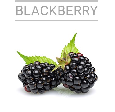 blackberry