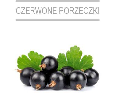 czarna porzeczka