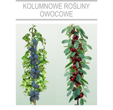 kolumnowe rosliny owocowe