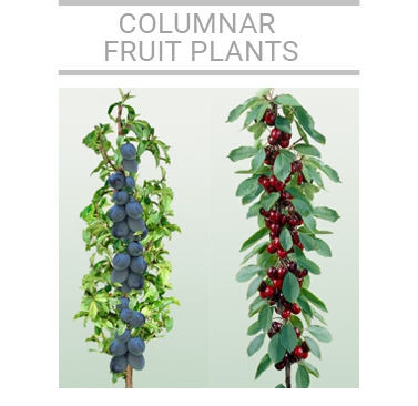 columnar plants