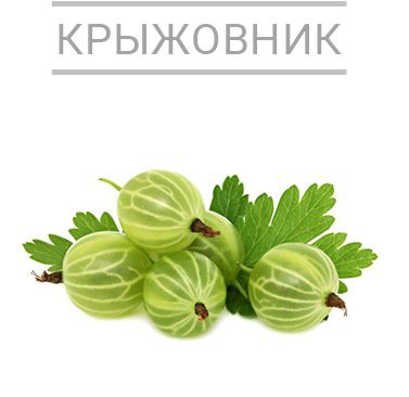 крыжовник