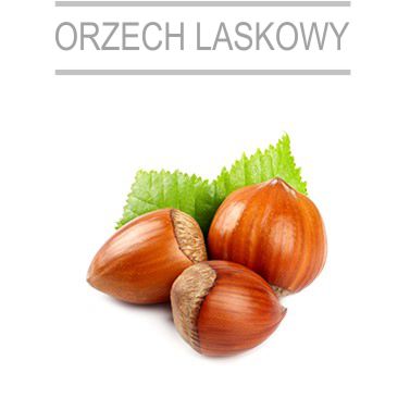 orzech laskowy