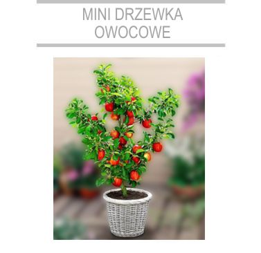 mini drzewka owocowe