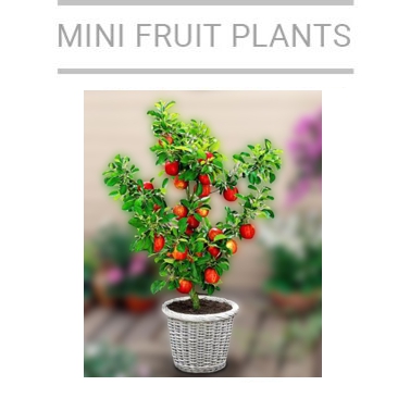 mini plants