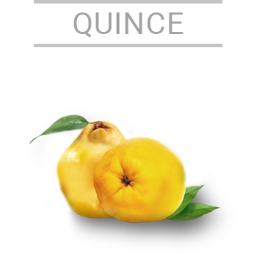 quince