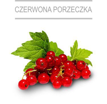 czerwona porzeczka