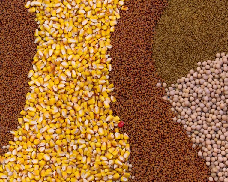 Wholesale seeds East Europe Serbia